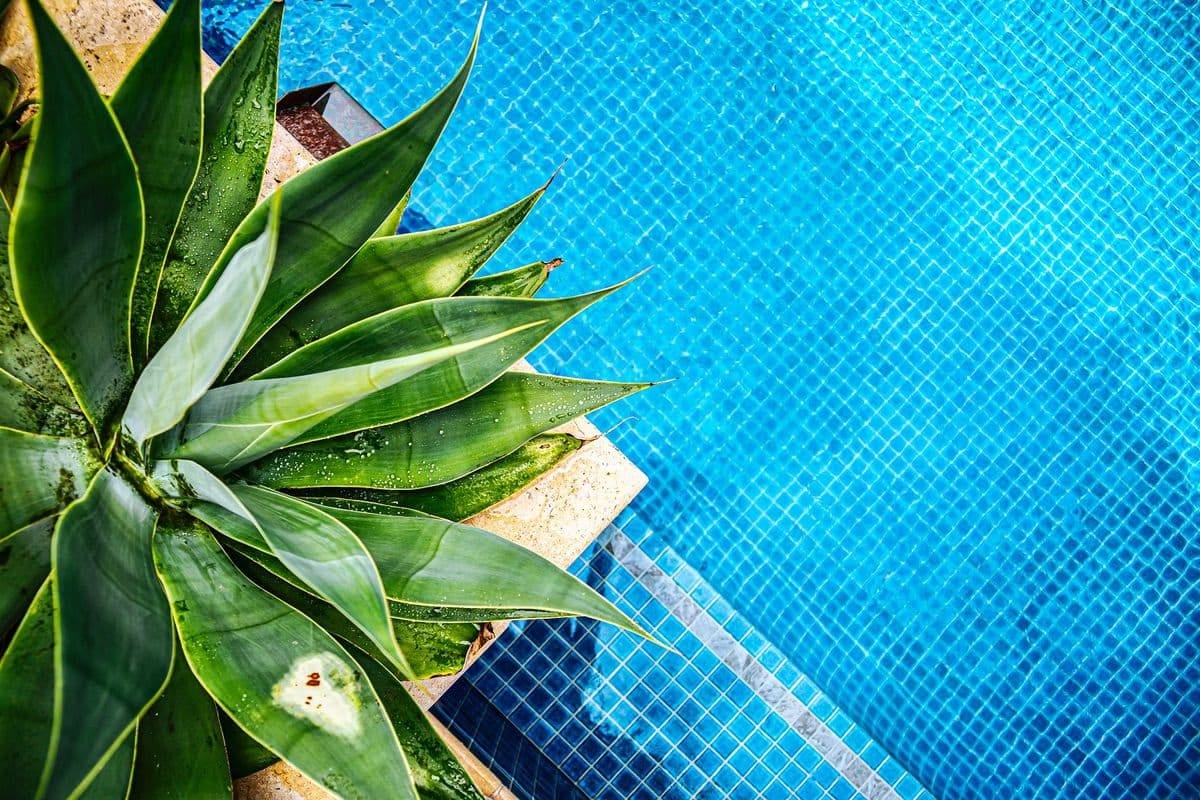 An agave at the pool edge seen from above, its leaves overhanging the blue mosaic tiling and waterline.