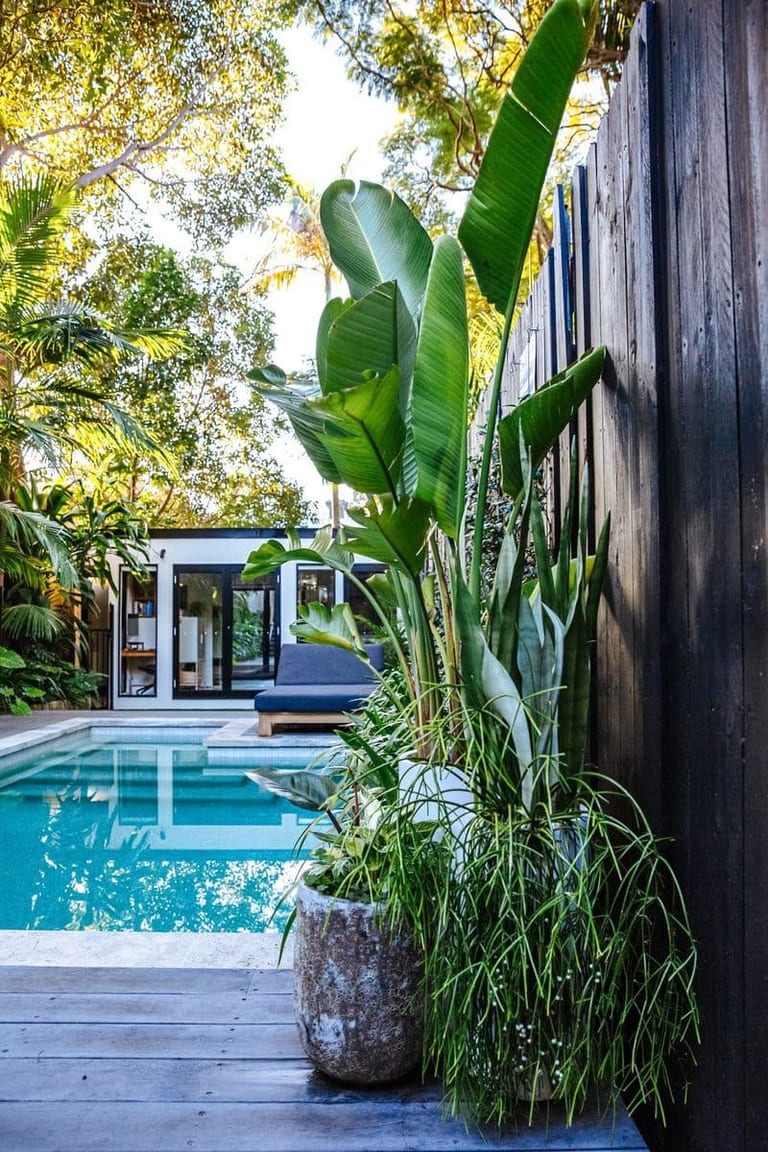 Bird of paradise and potted planting against the dark timber fence, the pool catching light beyond.
