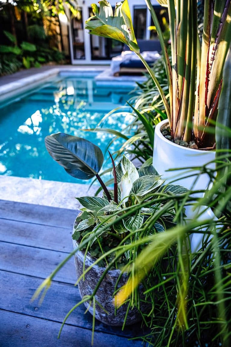 Potted philodendron and strelitzia on the timber deck at the pool's edge.