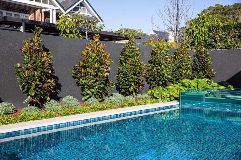Magnolias and silver groundcover along the dark wall, the pool's tiled edge below.
