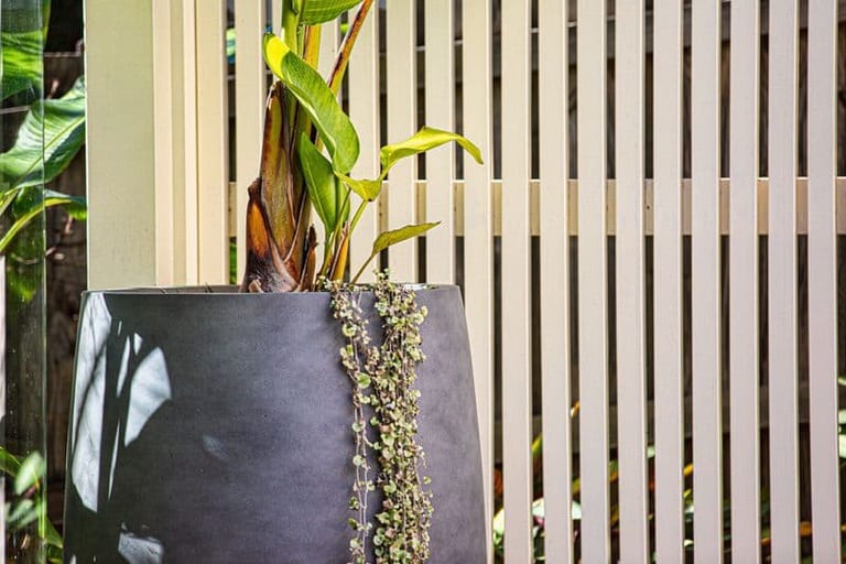 A charcoal pot of strelitzia and trailing foliage against the white slatted screen.