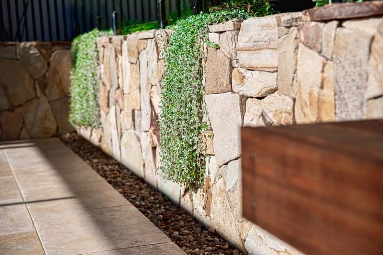 Sandstone retaining wall with trailing silver foliage, pebble drainage and the timber bench.